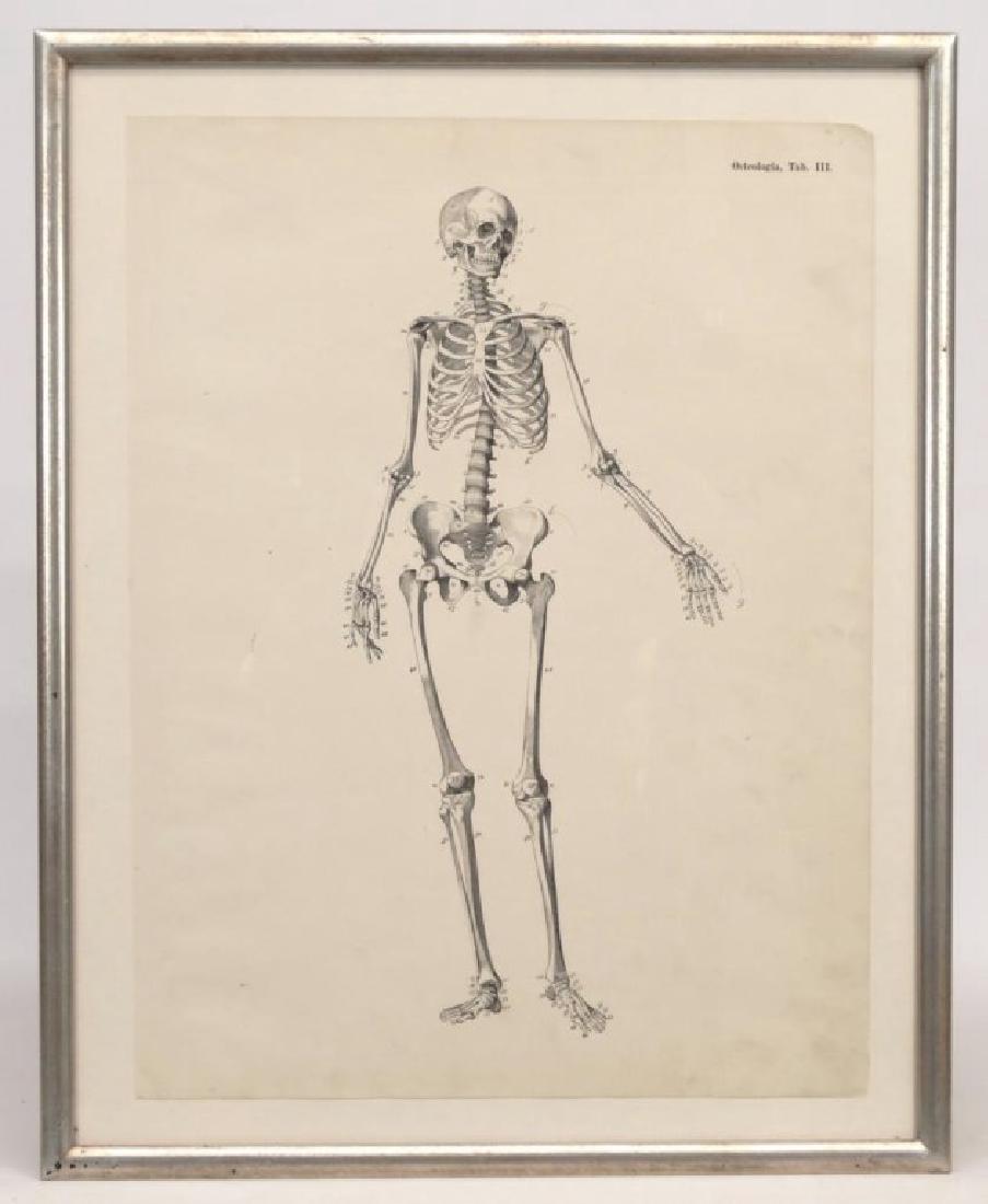Skeleton Anatomy Study Lithograph (1 of 4)