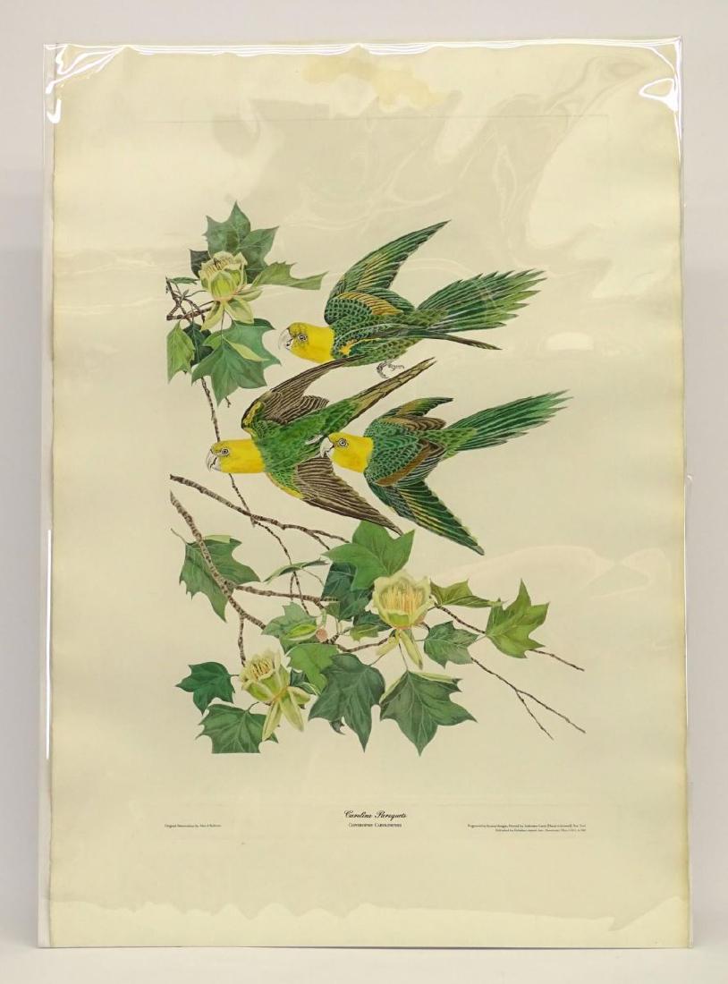 Carolina Paraquets Print (1 of 6)