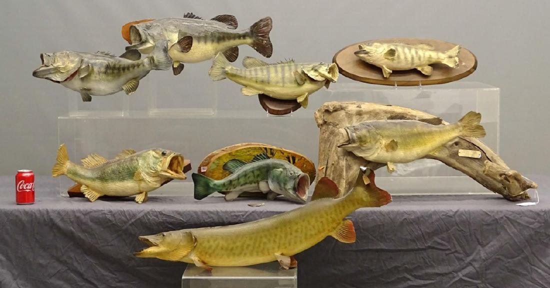Mounted Fish Lot (1 of 10)