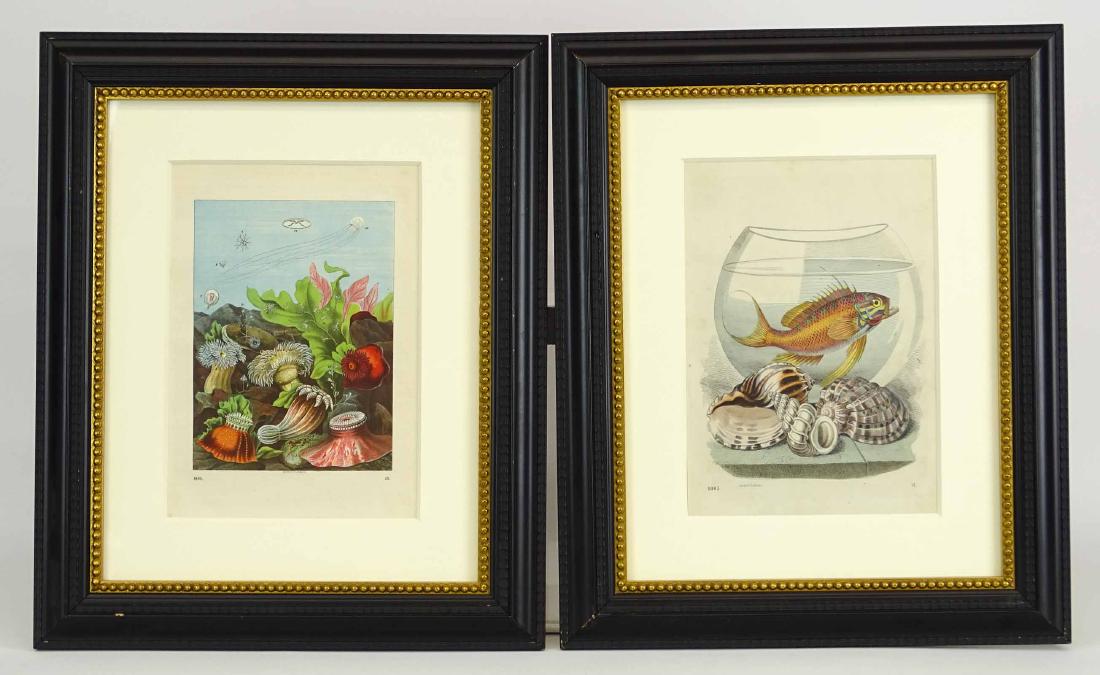 Pair Early Fish Prints (1 of 8)