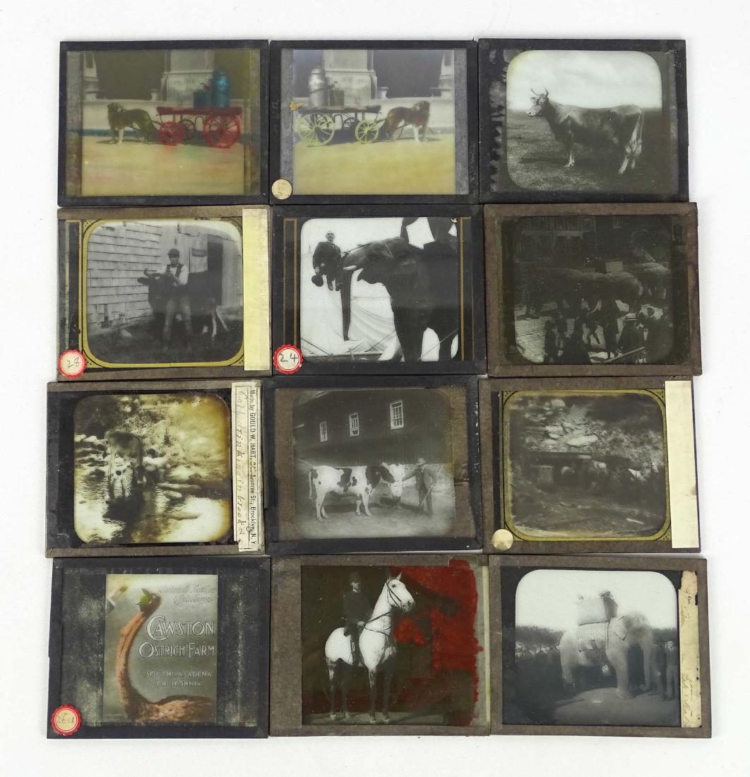 Early Glass Slides (1 of 9)