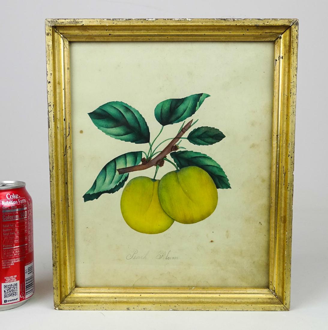 19th c. Fruit Study Watercolor (1 of 3)