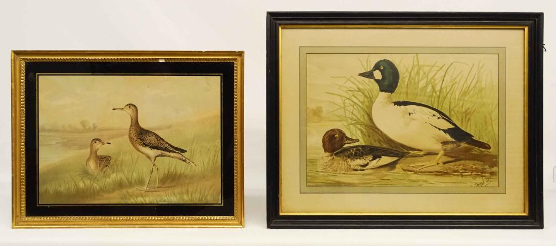 Bird Prints (1 of 6)