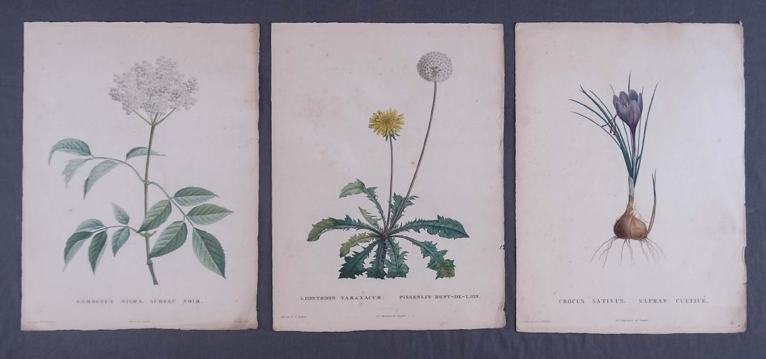 Redoute Botanical Prints (1 of 4)