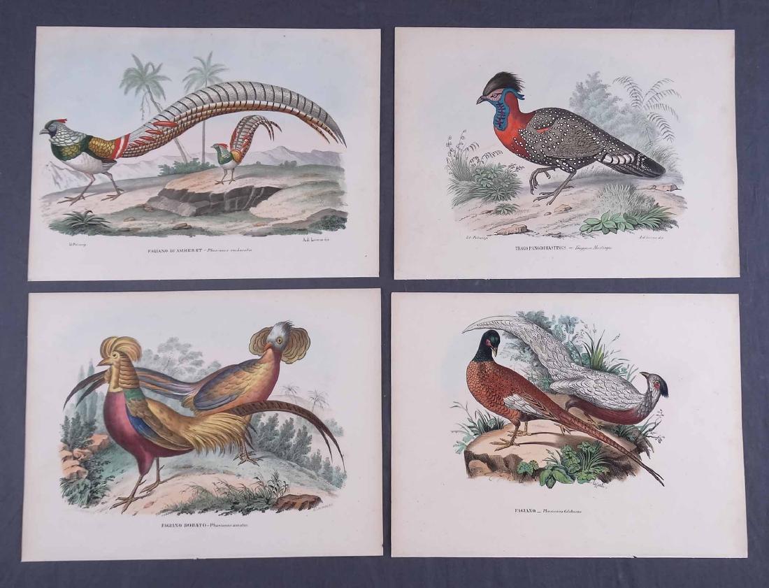 Early Pheasant Bird Prints (1 of 6)