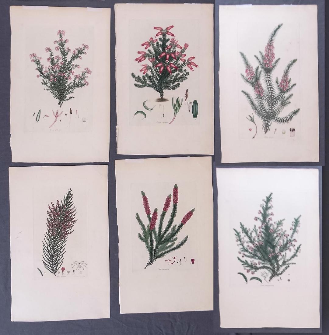 Early Botanical Prints (1 of 10)