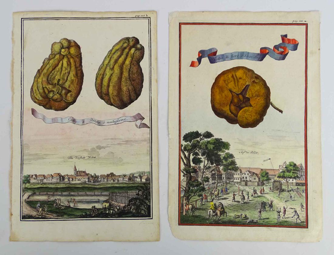 Volckamer Citrus Fruit Prints (2) (1 of 5)