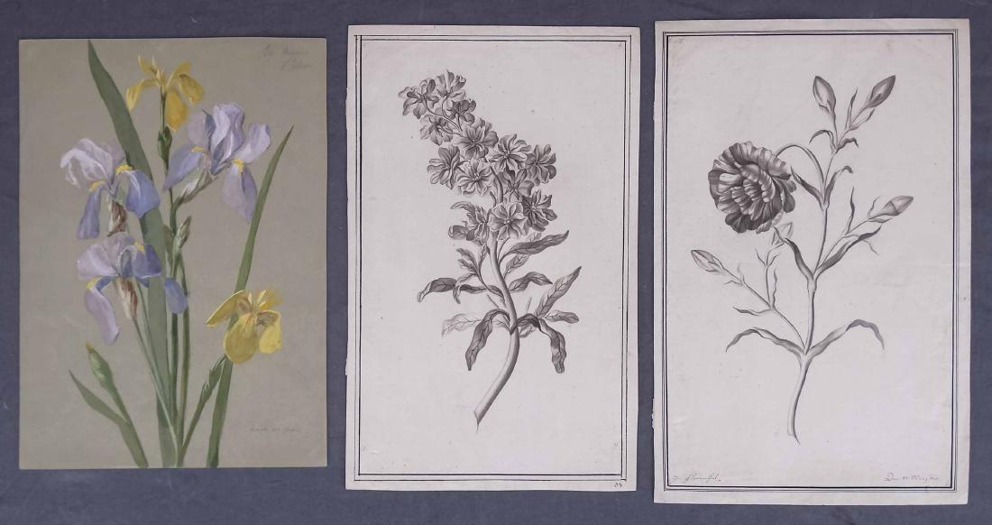 Early Botanical Flower Watercolors (3) (1 of 5)