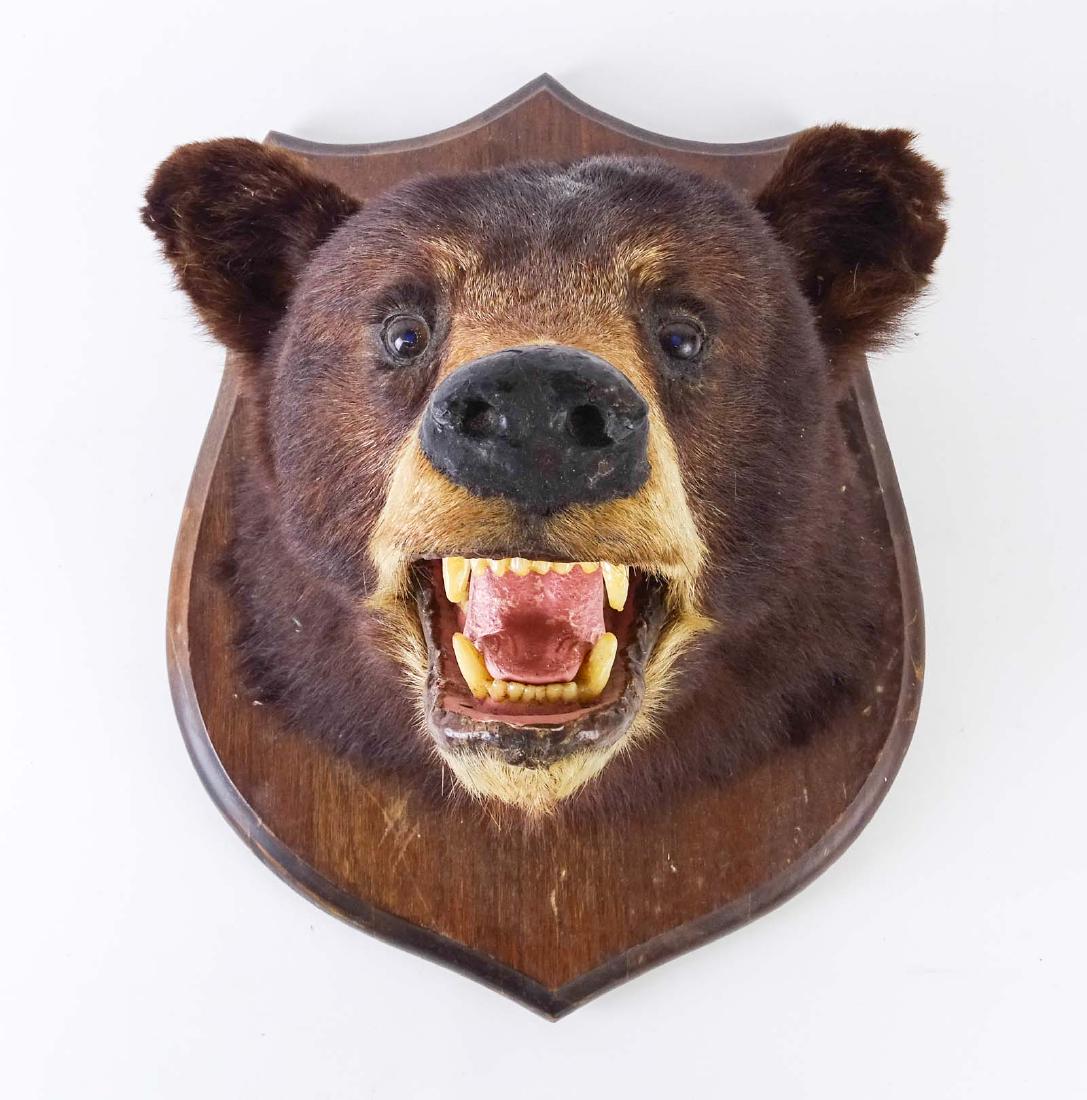 Taxidermy Mounted Bear Head