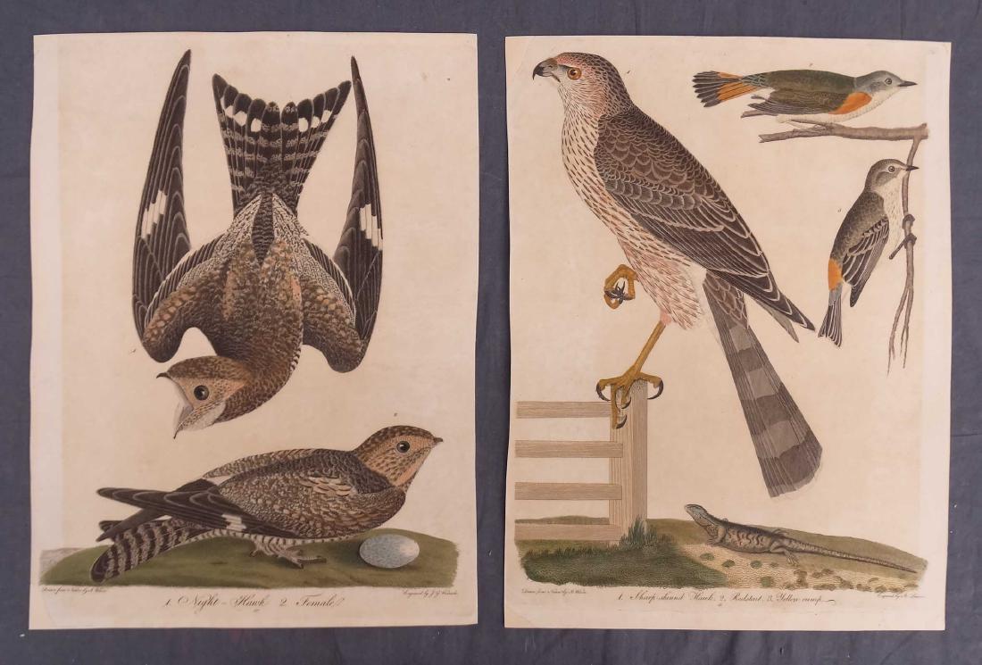 Alexander Wilson Bird Prints (2) (1 of 4)