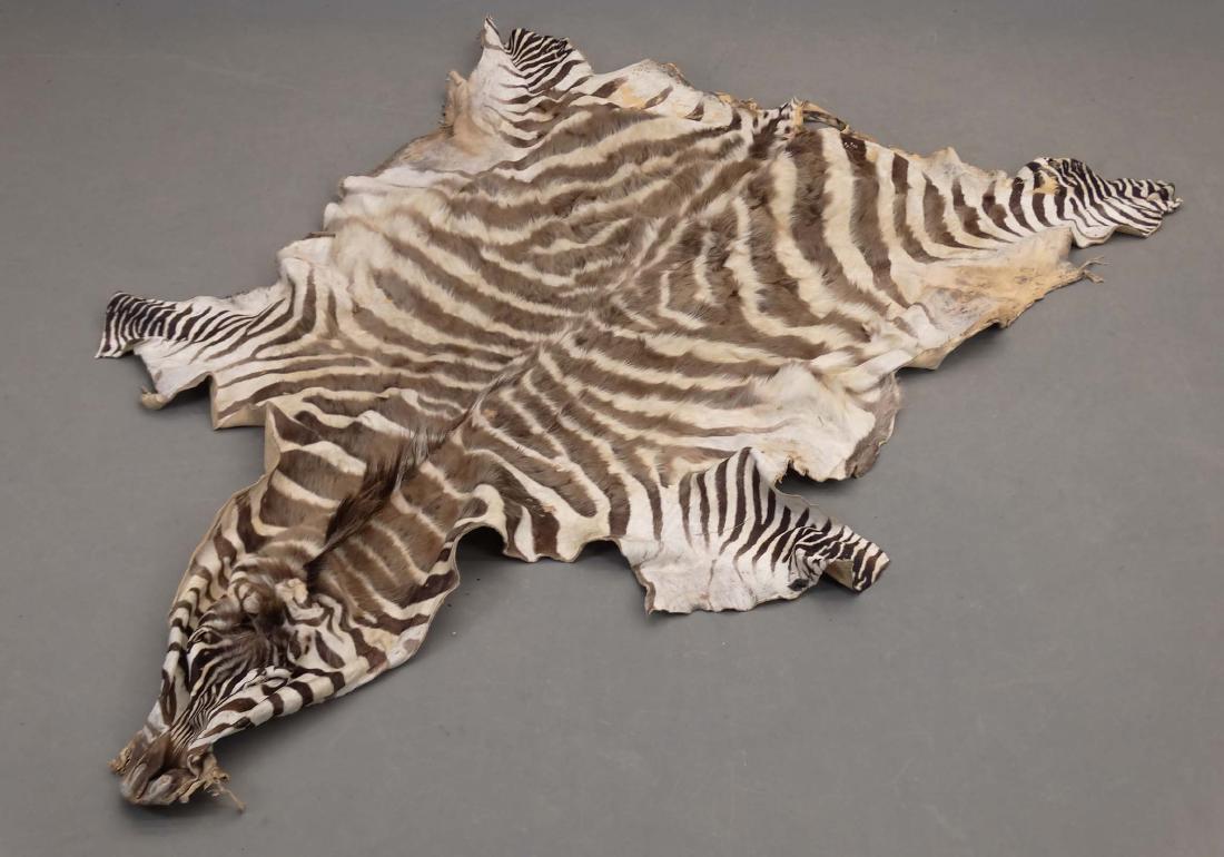 Zebra Rug: Zebra rug. Approx. 84" L..