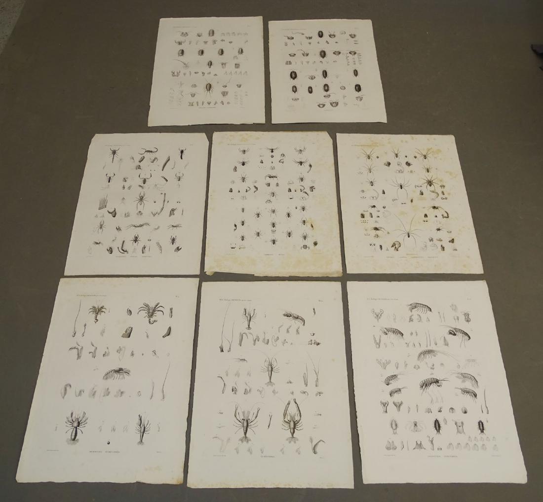 Napoleon Egypt Expedition Spider Prints (8) (1 of 9)