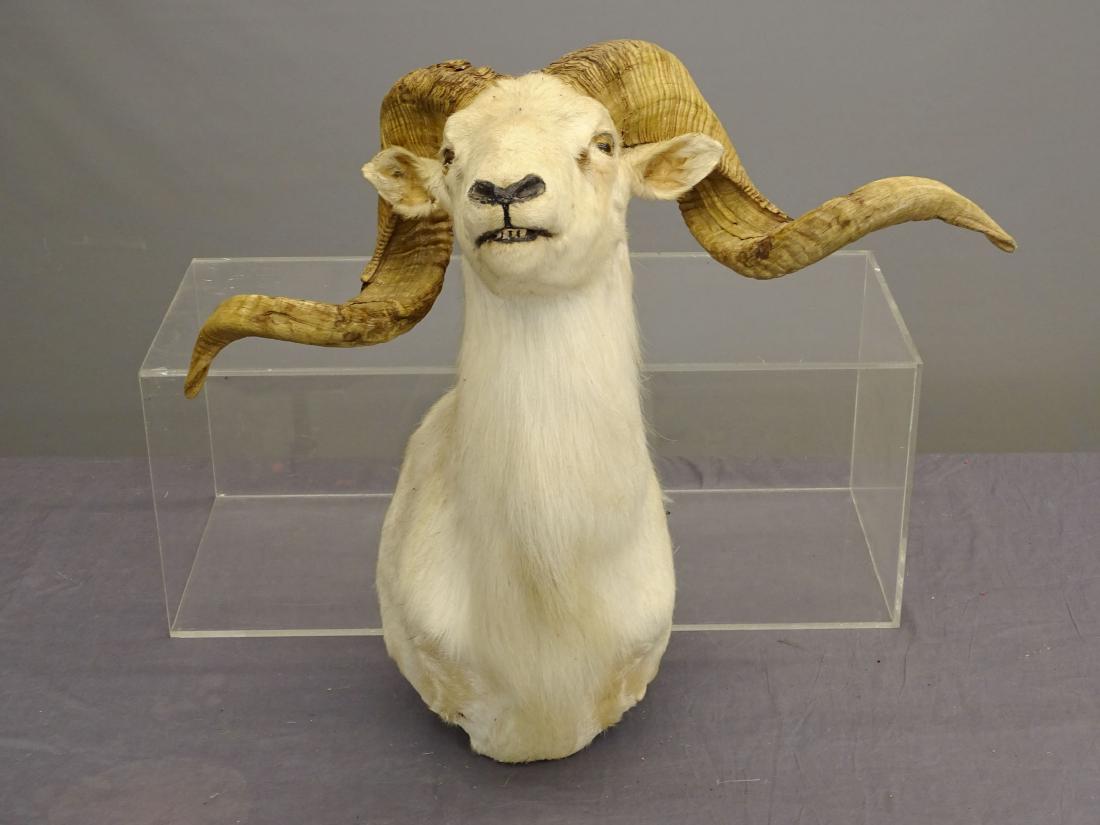 Rocky Mountain Sheep Mount (1 of 5)