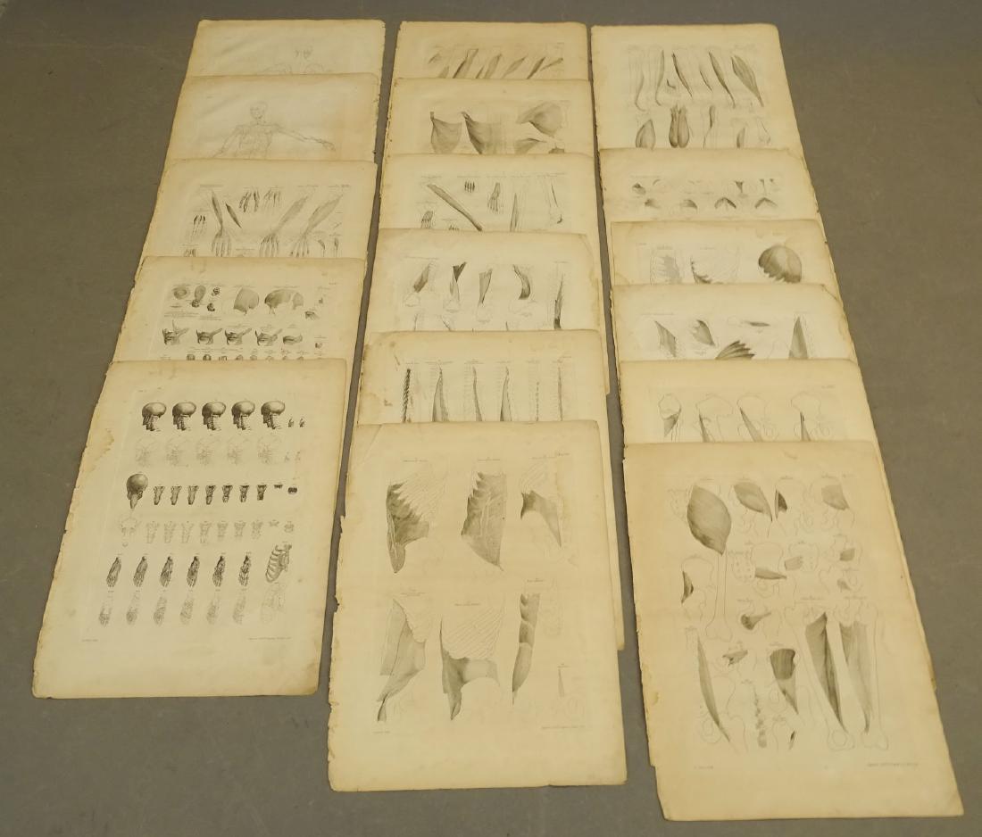 Anatomy Medical Antique Prints (1 of 5)