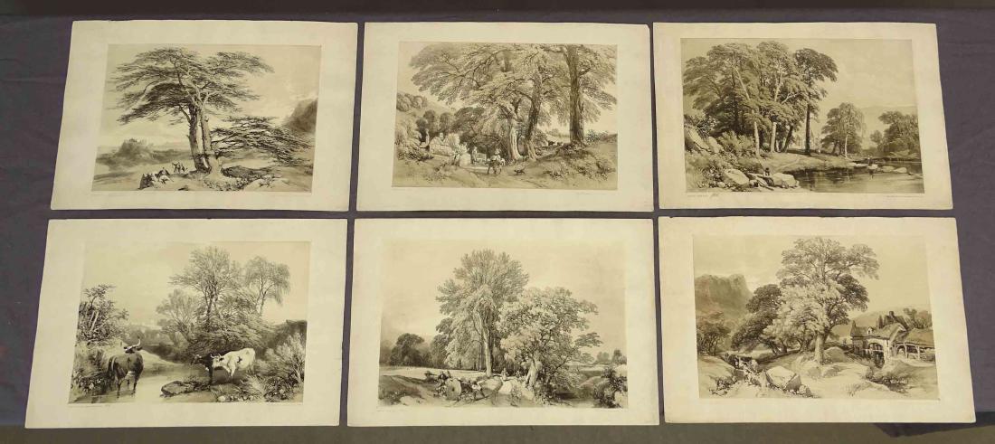 British Trees Parks Antique Prints (6) (1 of 7)