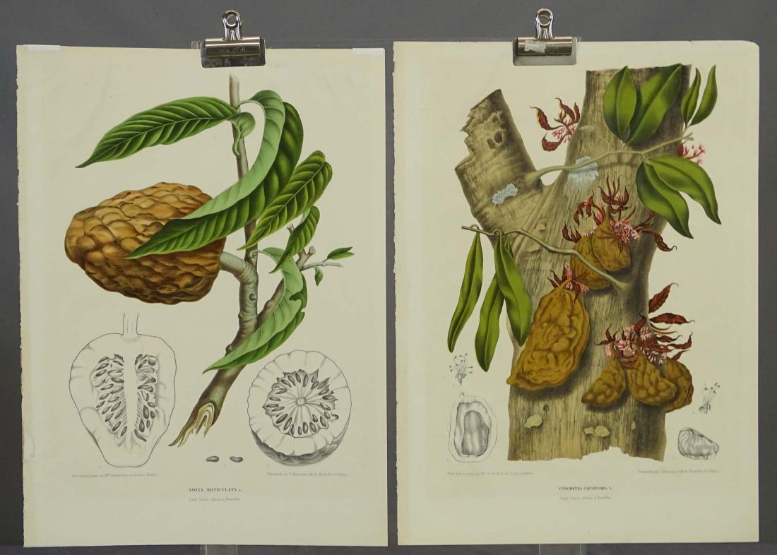 Java Tropical Botanical Prints (2) (1 of 3)