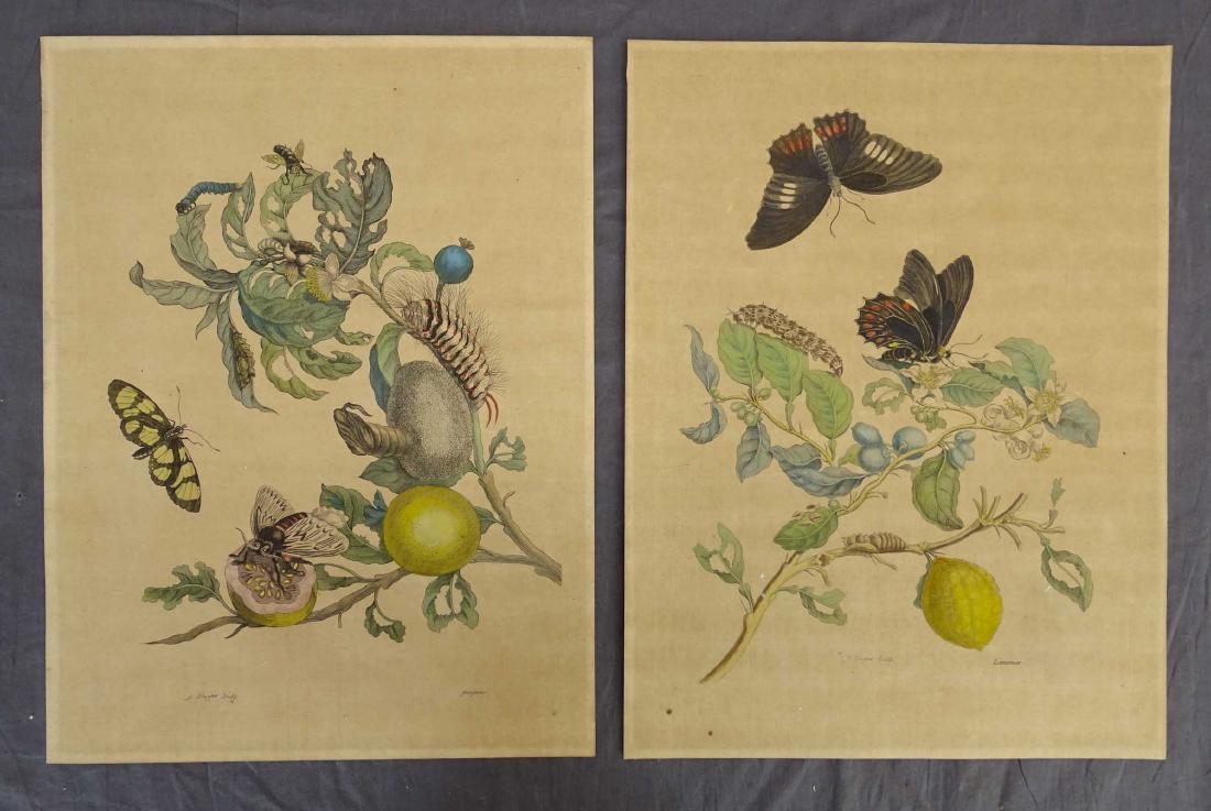 Merian Botanical Butterfly Prints (2) (1 of 4)