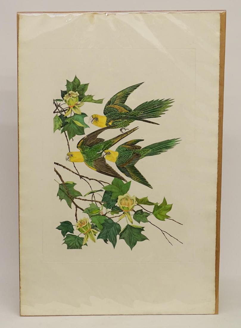 Carolina Parrot, John Ruthven Print (1 of 2)