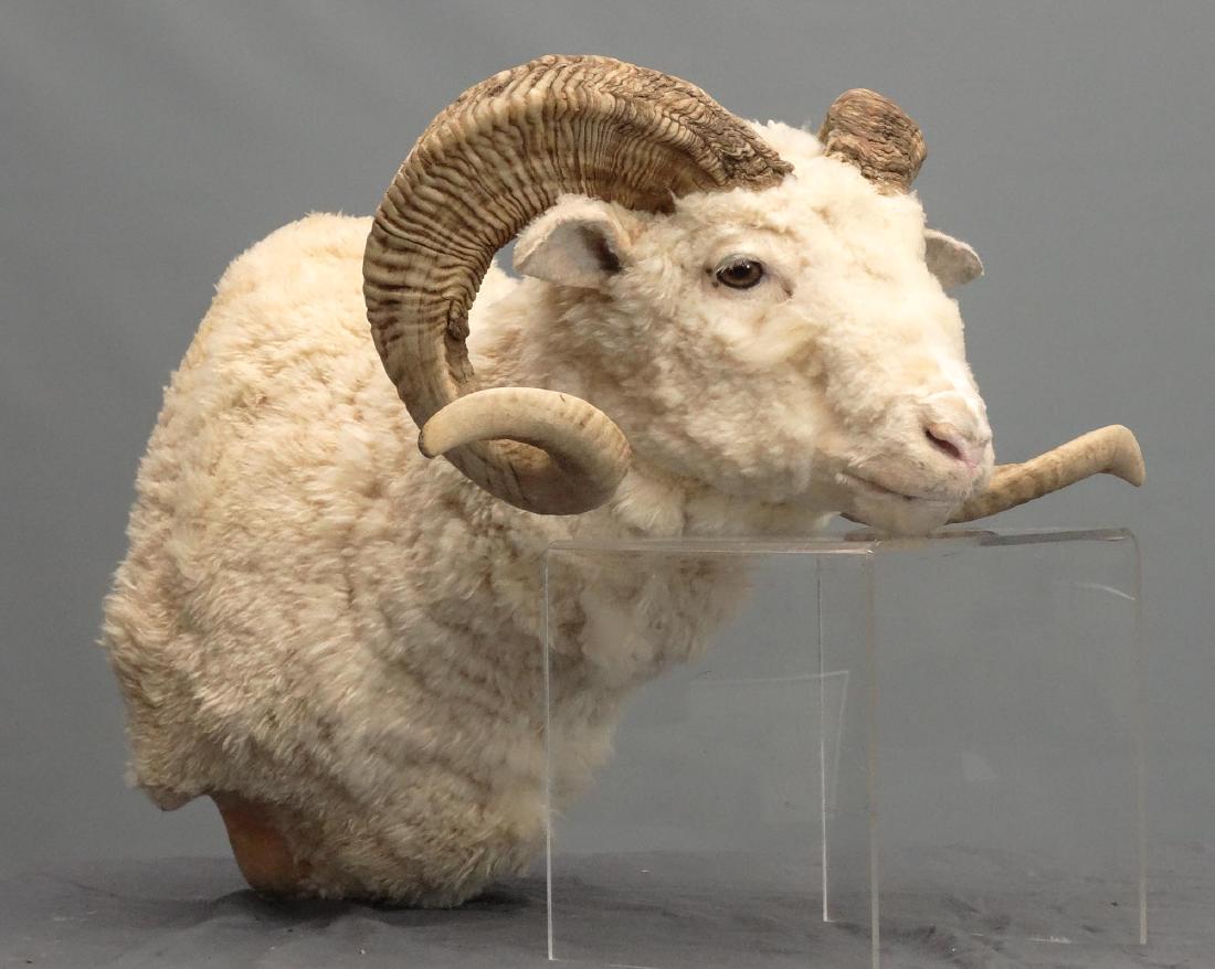 Taxidermy Big Horn Sheep (1 of 6)