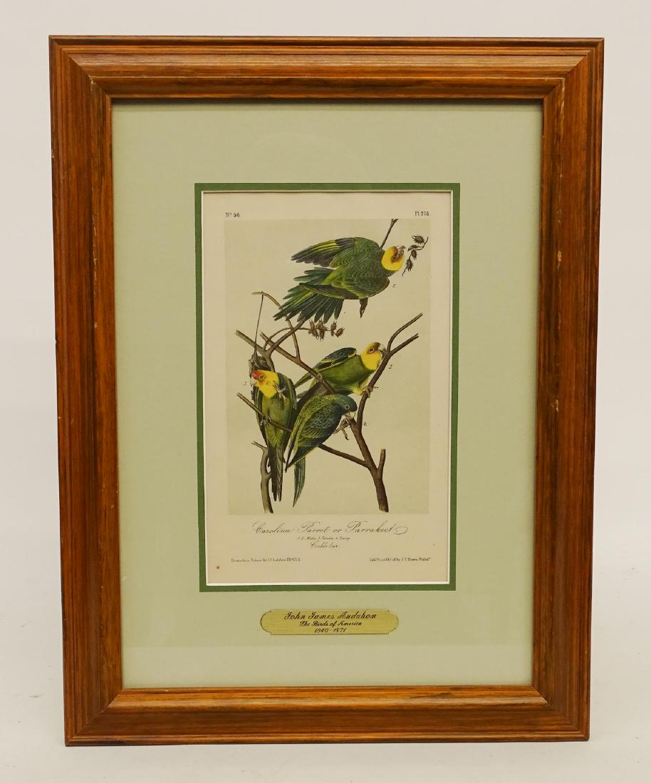 Audubon Print (1 of 8)