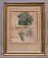 Frame Lot - 2