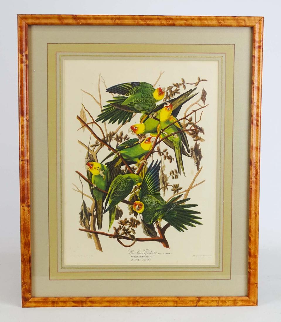 Audubon Print "Carolina Parrot" (1 of 6)