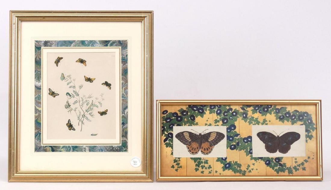 Butterfly Natural History Studies (1 of 6)