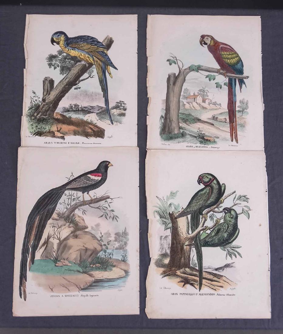 Early Tropical Bird Prints (1 of 11)