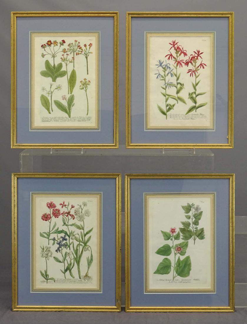 Weinmann Botanical Print Set (1 of 8)