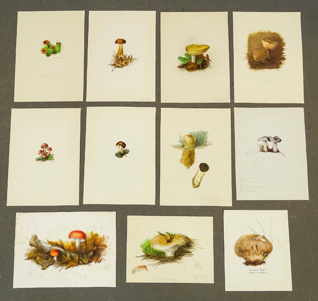 Marcia Gaylord Norman, Cape Cod Mushrooms (1 of 16)