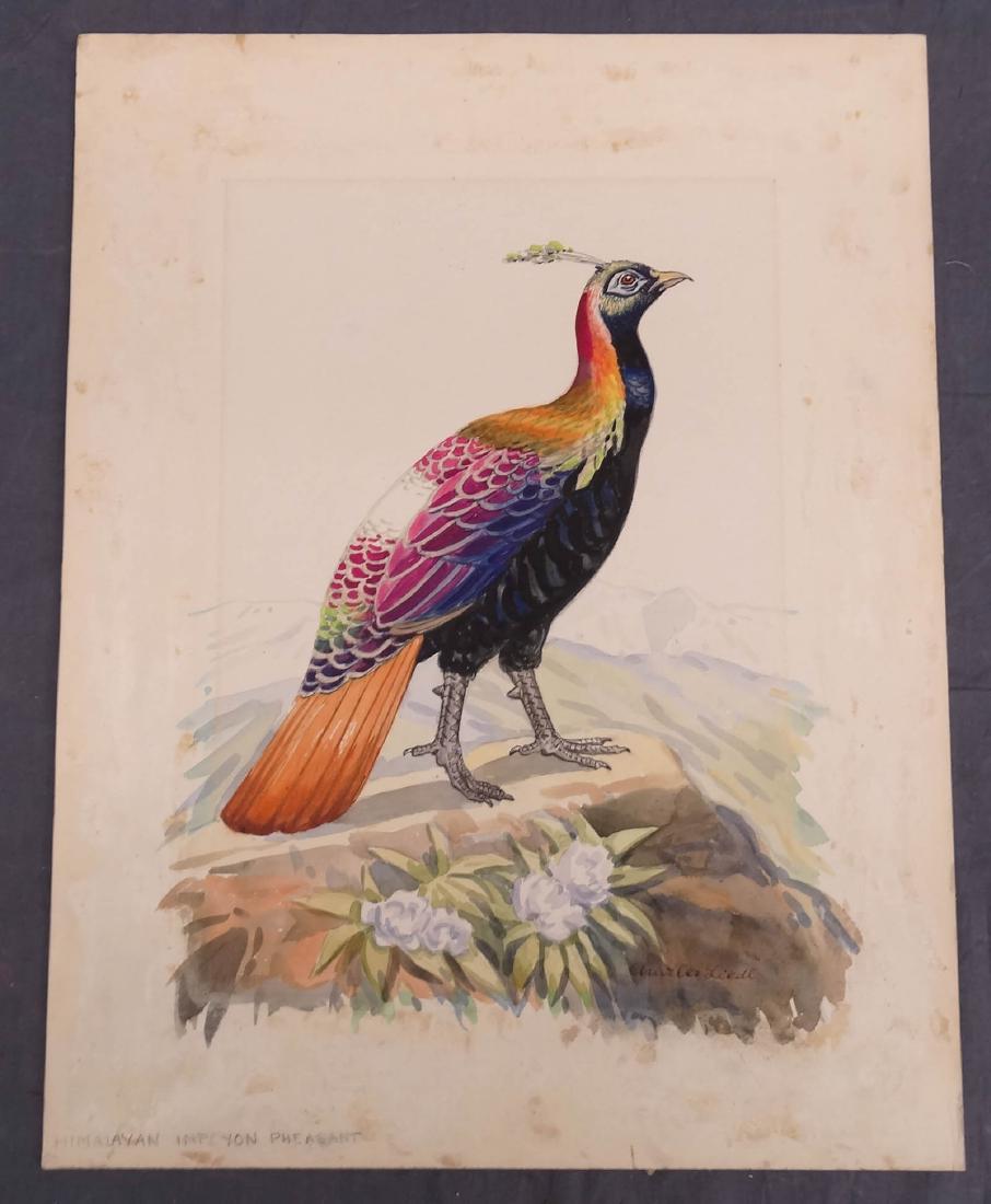 Liedl, Himalayan Pheasant (1 of 4)
