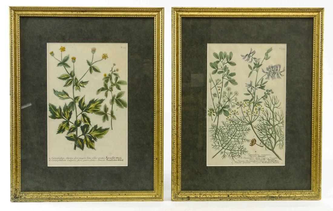 Weinmann Botanical Print Pair (1 of 8)