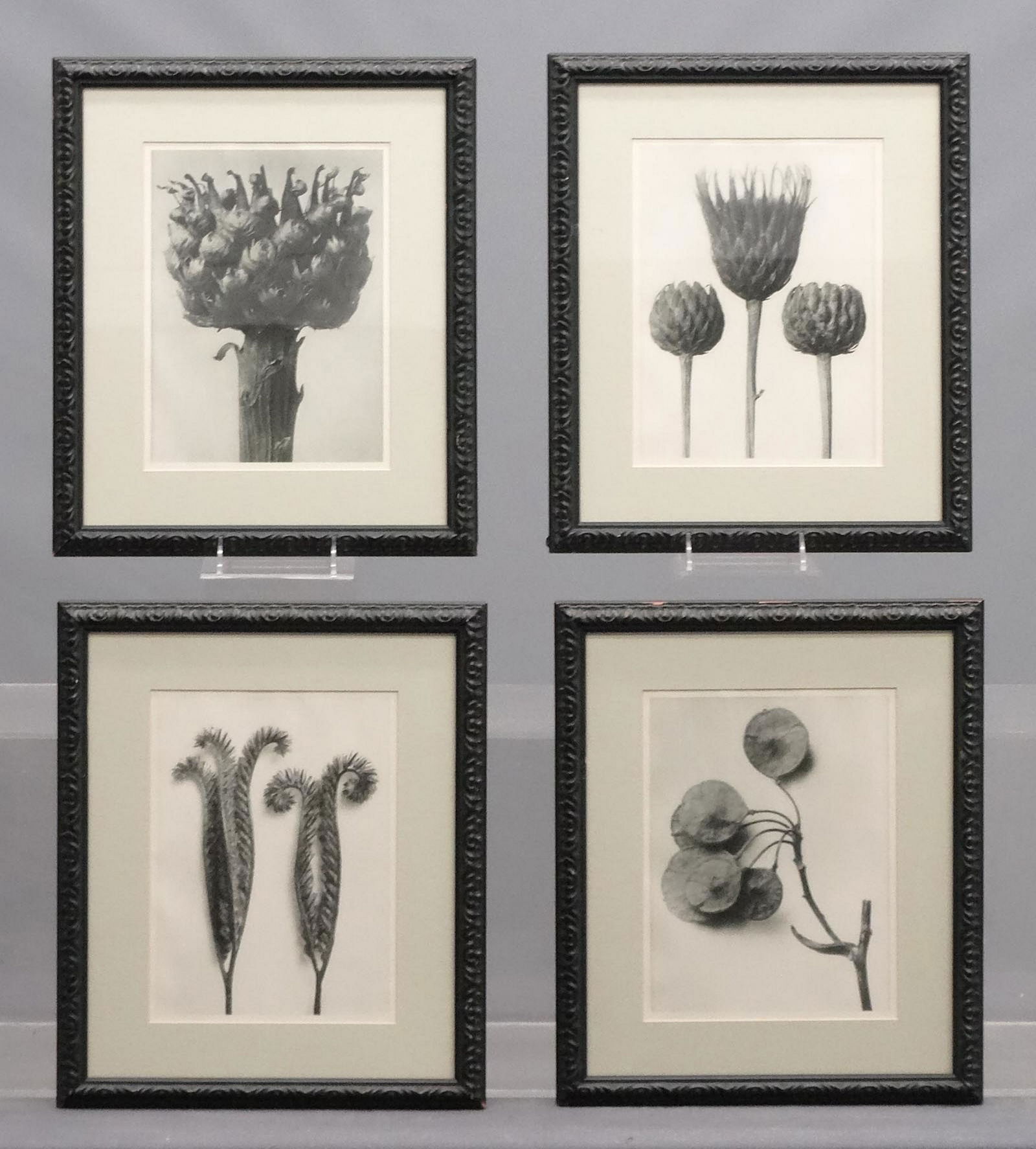 Karl Blossfeldt (Germany 1865-1932) (1 of 5)