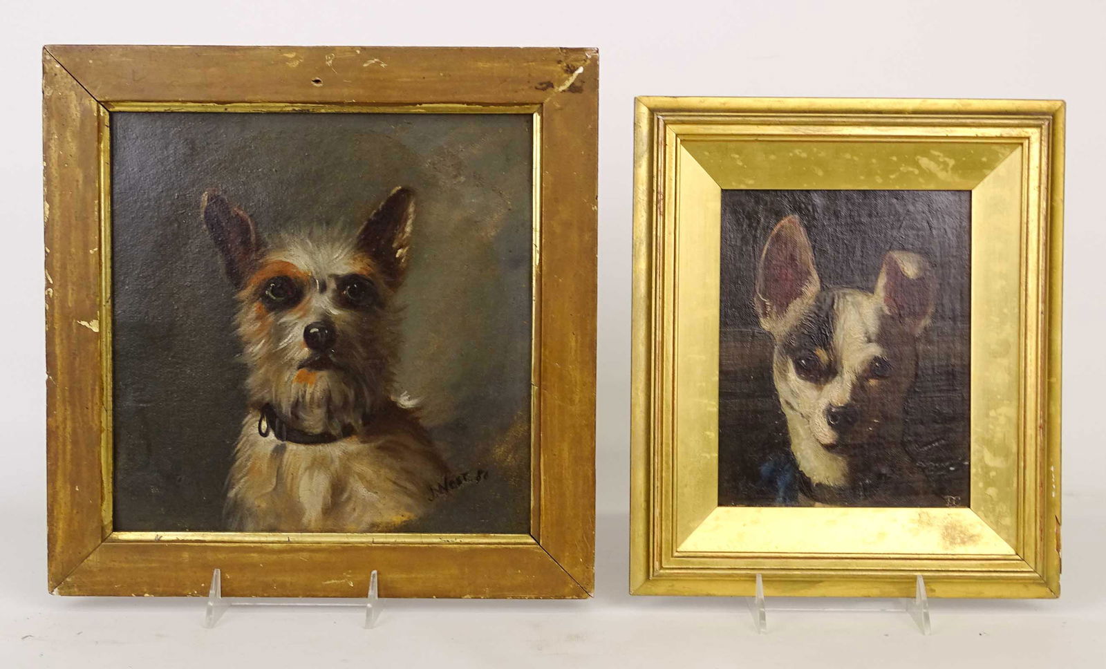 Dog Portraits (1 of 8)