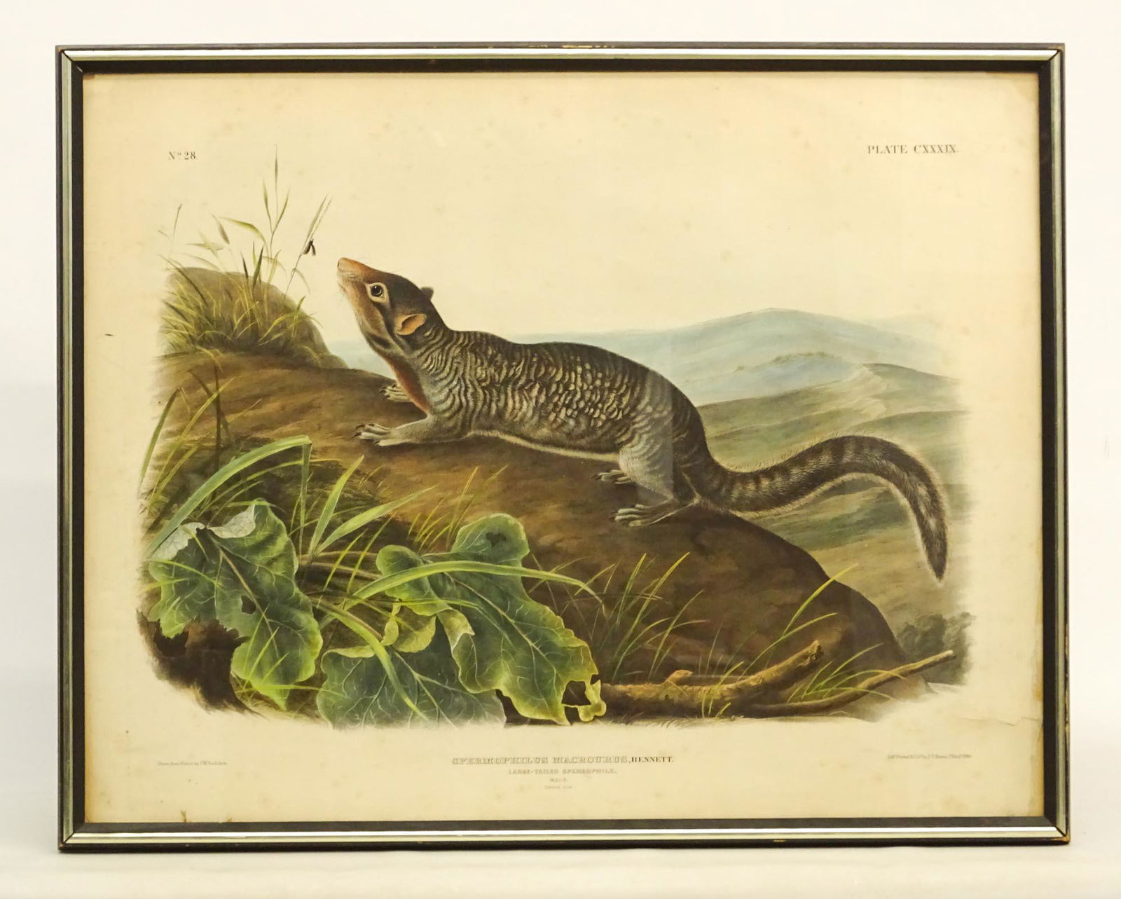 Audubon Print (1 of 4)