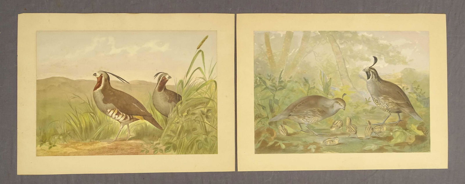 Pope Hunting Birds Prints (2) (1 of 4)