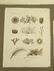 Napoleon Egypt Expedition Prints (6) - 2