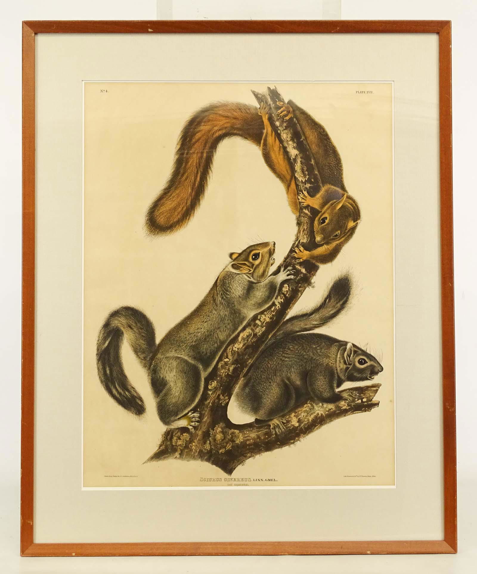 Audubon Squirrel Large Antique Print (1 of 7)