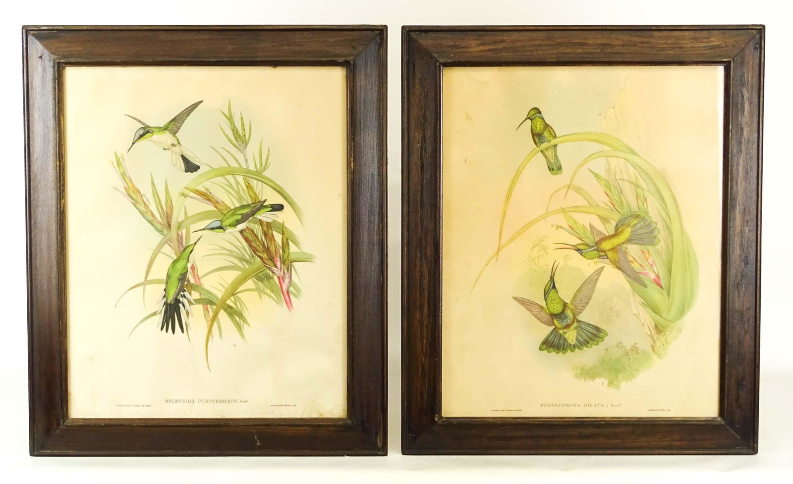 Pair J. Gould Bird Prints (1 of 8)