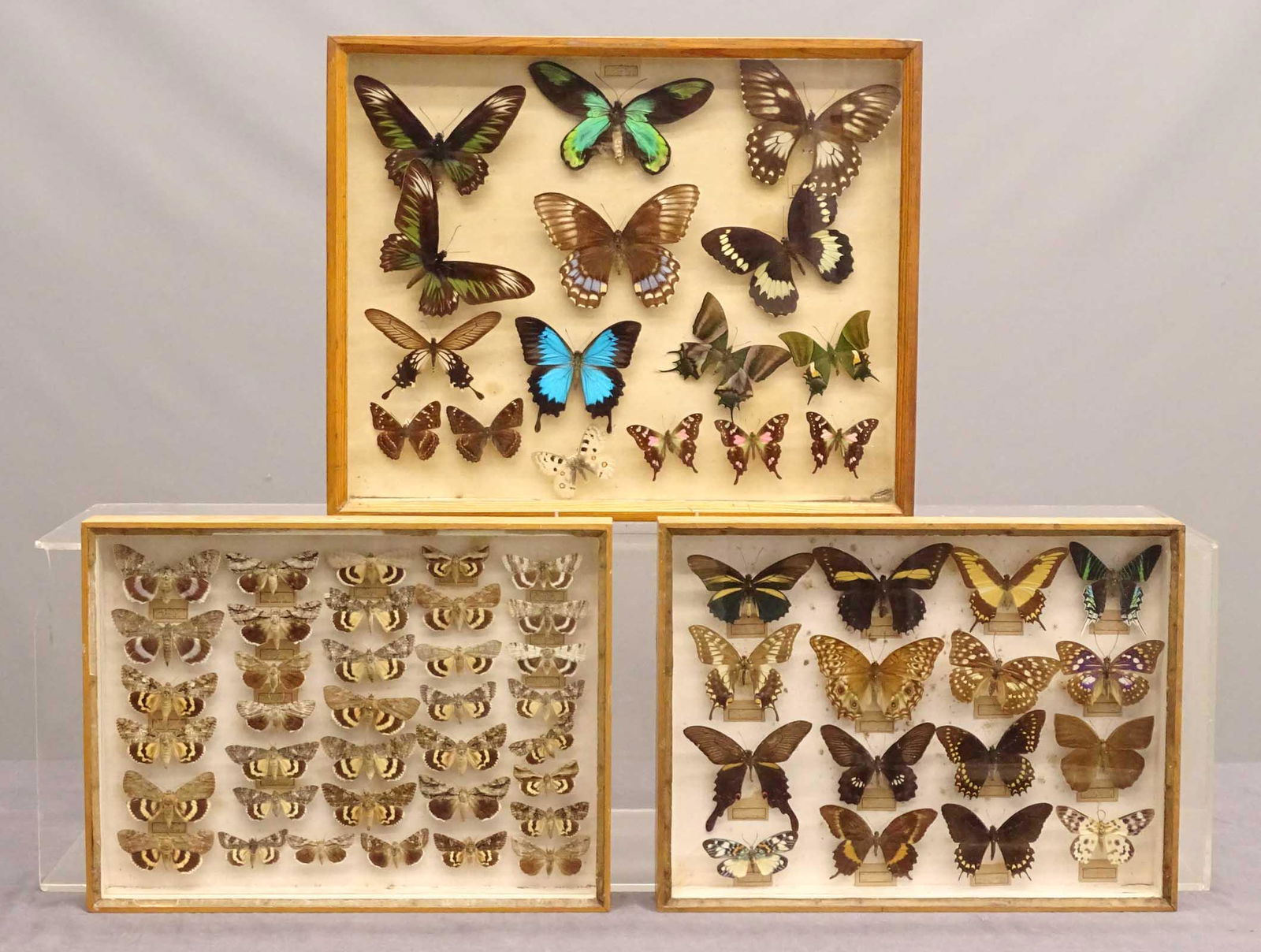 Butterfly Case Displays (1 of 6)
