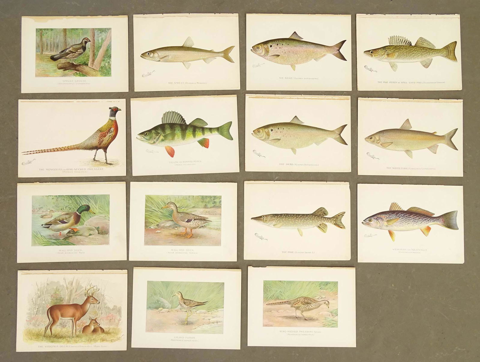 Fish and Game Antique Sporting Prints (15) (1 of 5)