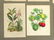 Bird and Botanical Antique Prints (12) - 3