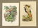 Bird and Botanical Antique Prints (12) - 5