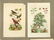 Bird and Botanical Antique Prints (12) - 7