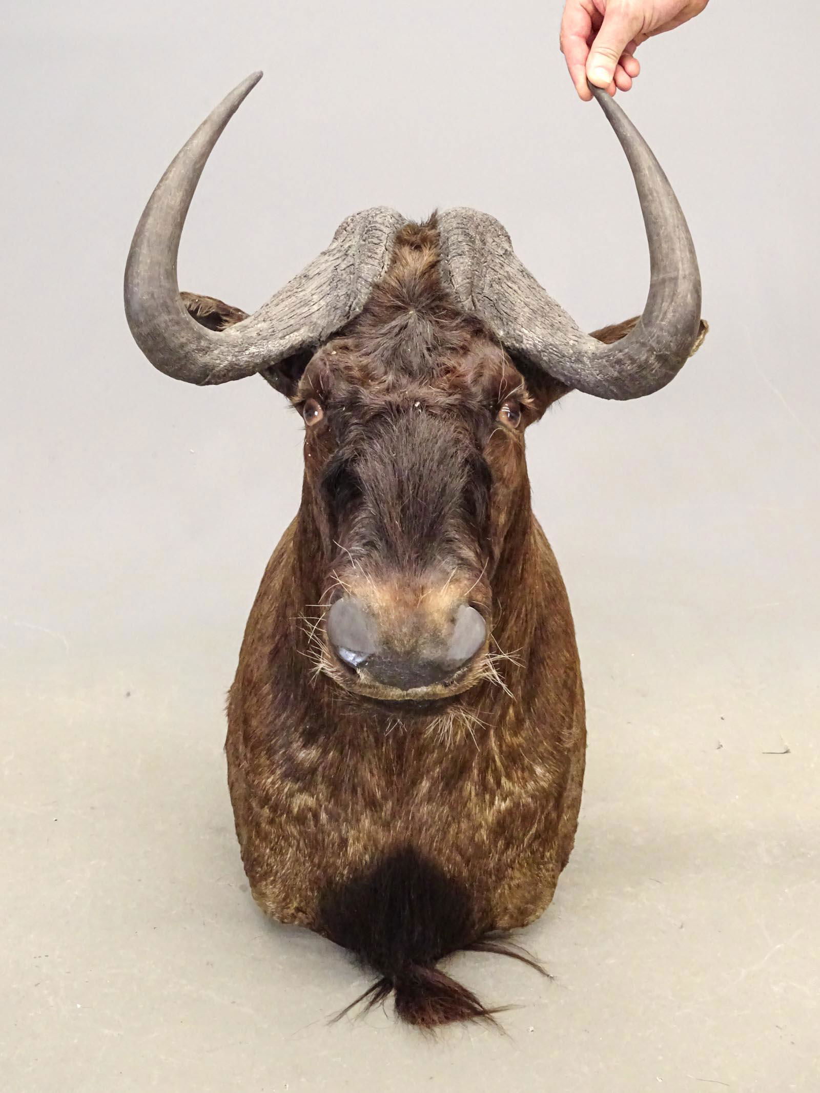 Taxidermy Mount (1 of 4)