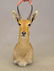 Taxidermy Mount