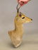 Taxidermy Mount - 2