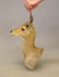 Taxidermy Mount - 3