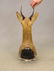 Taxidermy Mount - 4