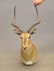 Impala Taxidermy Mount